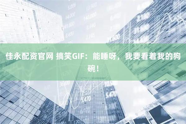 佳永配资官网 搞笑GIF：能睡呀，我要看着我的狗碗！